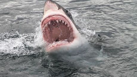 Shark mauls surfer to death on popular beach prompting widespread closures