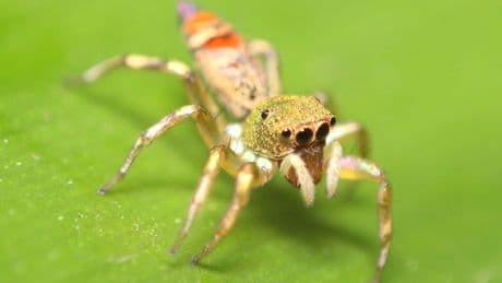 These spiders have ‘dark DNA’ - and it could change the way we understand evolution