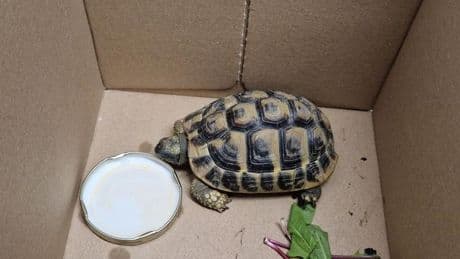 Tiere auf Abwegen: Polizei sucht Schildkröten-Besitzer