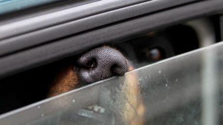 Lörrach: Sonne knallt auf Auto – Hund über zwei Stunden eingesperrt