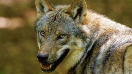 Niederlande: Wolf greift Kind bei Utrecht an – Behörden verschärfen Warnung