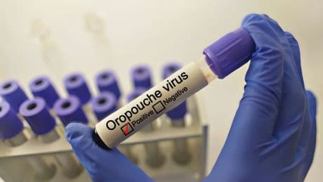 Fälle auch in Deutschland: Oropouche-Virus weiter verbreitet als gedacht