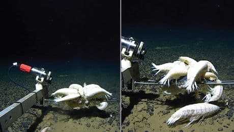 Rarely seen ‘supergiant’ deep-sea cousin of woodlice is actually quite common, study finds