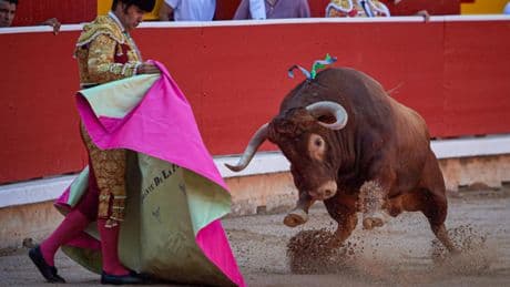 Is stierenvechten bezig aan een comeback onder jongeren in Spanje? ’Het einde van de show is wel wreed, ja’