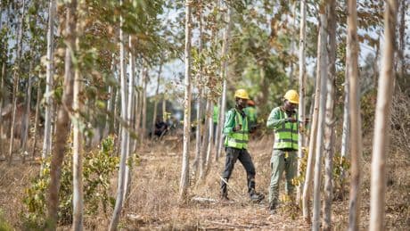 Apple no sabe cómo cumplir sus objetivos medioambientales, así que han empezado a plantar árboles a lo loco