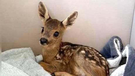 Leverkusener Tierretter kommen zu spät: Rehkitz verendet nach Video-Show qualvoll