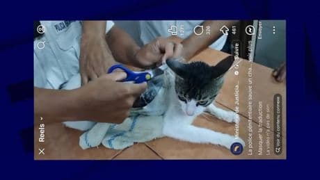 Marijuana, crack... Un chat arrêté en tentant d'entrer dans une prison du Costa Rica avec de la drogue