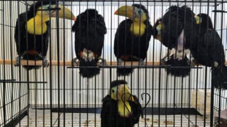 US border officers discover 14 toucans stashed in car dashboard – driver said he had no idea how they got there