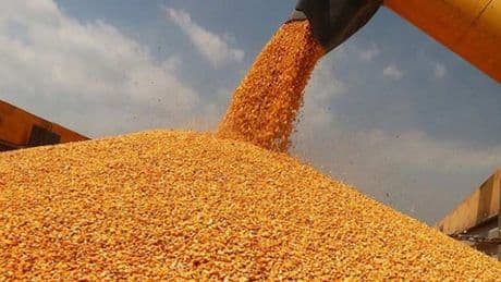 Mısır alım fiyatları belli oldu