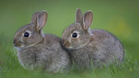 Tierheim Braunschweig: Sechs Kaninchen suchen Zuhause – ungewöhnlicher Mix