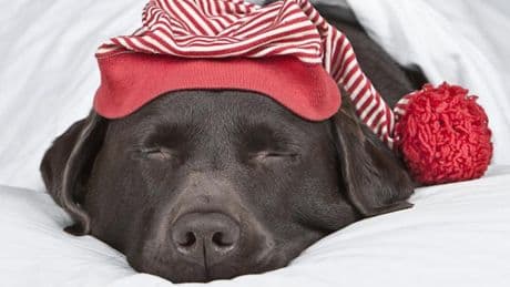 Wenn der Hund zum Kinder-Ersatz wird