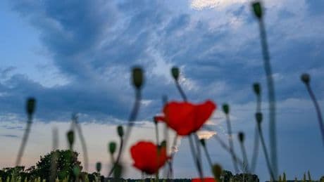 Wetter: Hitze kehrt ab Mitte der Woche zurück