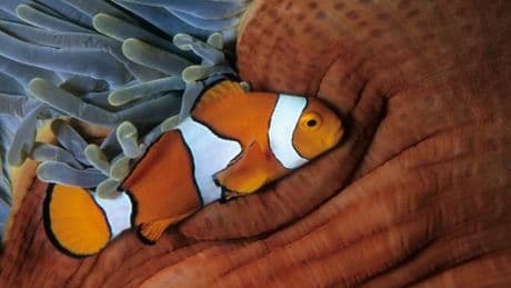 Rétrécir pour ne pas mourir, l’astuce du poisson-clown face au réchauffement climatique