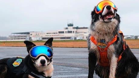 Gegen Terror und Vogelschlag - So cool schützen Hunde Flughäfen in den USA