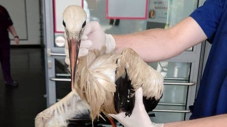 Region Hannover: Feuerwehr rettet erschöpften Storch