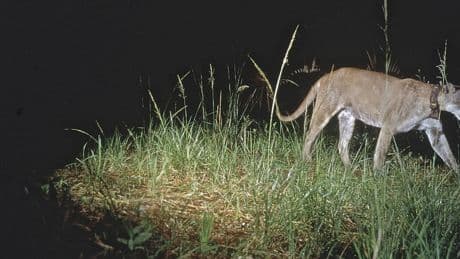 Glosse: Ob Kaiman oder Killer-Wels: Warum die Tiere Jahr für Jahr einen der Ihren für das Sommerloch auswählen