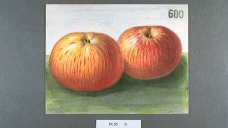 Er is, nee er was, meer dan de eeuwige Elstar en de Jonagold – de diversiteit van de appel neemt steeds verder af