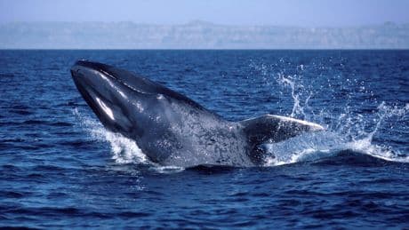 Blue whales have gone silent. Why that has scientists worried about Earth’s biggest animals ... and the ocean