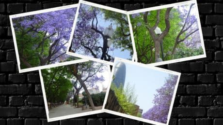 El paseo de las paulonias en Barcelona