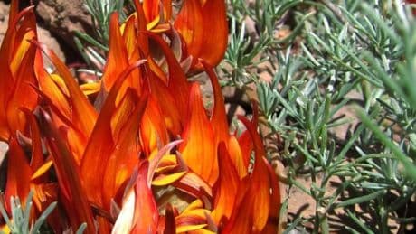 Muere en La Gomera el último ejemplar de una flor única en el mundo, pero aún hay esperanza