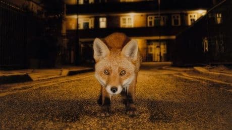 »Man muss verstehen, dass Tiere manchmal Arschlöcher sein können«