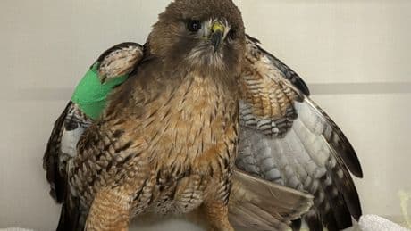 Burnaby RCMP called to rescue an injured hawk
