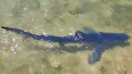 Un tiburón azul de casi dos metros llega hasta el embarcadero de Santoña