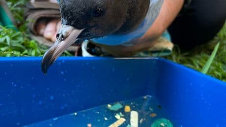 "Vous entendez les morceaux s'entrechoquer": sur cette île australienne, la pollution plastique s'entend dans le ventre des oiseaux