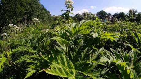 Natur: Nachweis von 24 invasiven Arten in Thüringen