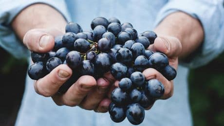 "La vendemmia è anticipata. Più 10 per cento di raccolto"