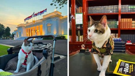 Promenades en landau et voiture, escorté par la police : pourquoi Bobby, le chat du président indonésien, crée-t-il la polémique ?