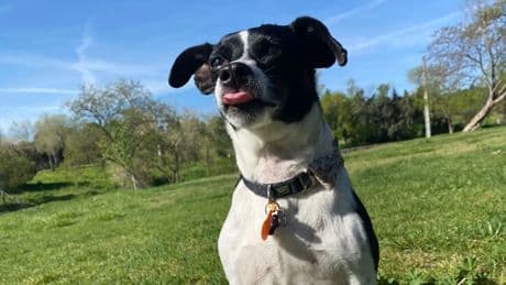 La importancia del &#039;tonguing&#039;: ¿Debemos dejar a nuestros perros que chupen el pis de otros?