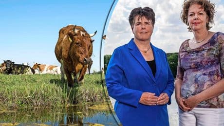 ’Trage stikstofaanpak kabinet zorgt voor miljardenschade’, werkgevers en provincies slaan alarm
