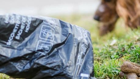 „Verbesserung der Kontrollmöglichkeiten“
: Stadt Duisburg will Hundekotbeutel-Pflicht einführen – es drohen Bußgelder