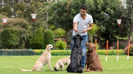 Dog trainer shares how to 'get more attention' from your pet and it's so easy