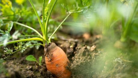 Anzahl der Biohöfe geht zurück - Fläche wächst