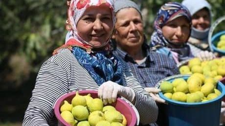 AB tescilli Aydın incirinde bunaltıcı sıcakta hasat mesaisi