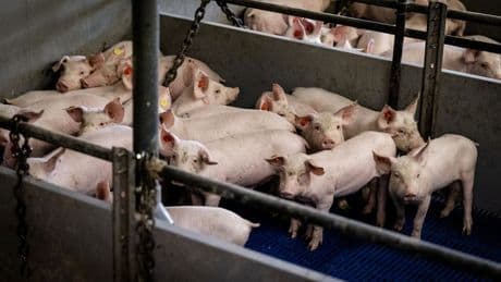 'Zeker 1300 veehouders moeten dieren wegdoen om stankoverlast'