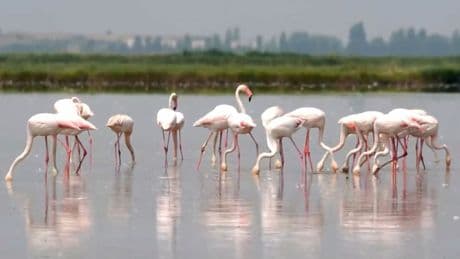 Flamingos bedrohen italienischen Reisanbau