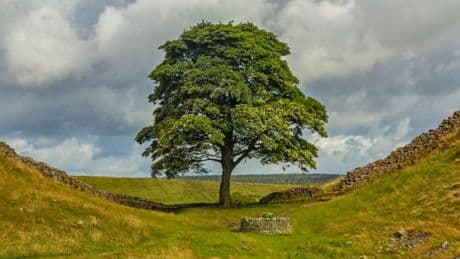 The future of the Sycamore Gap tree has been decided