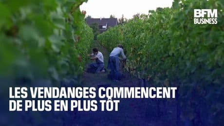 Les vendanges commencent de plus en plus tôt