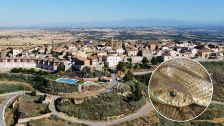 Susto por una serpiente en el centro de salud de un pueblo de Huesca: "Estaba enroscada en la escobilla del baño"