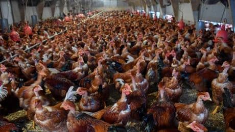 Agriculture : les députés élaguent une partie du texte visant à « lever les contraintes » avant son examen dans l’Hémicycle