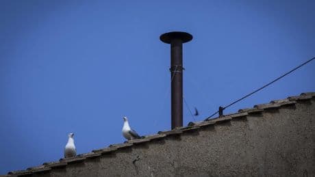 Conclave : « Pierrette la mouette », l’oiseau qui vole la vedette aux cardinaux