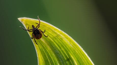 Achtung, Zecke! So schützen Sie sich effektiv gegen die Blutsauger