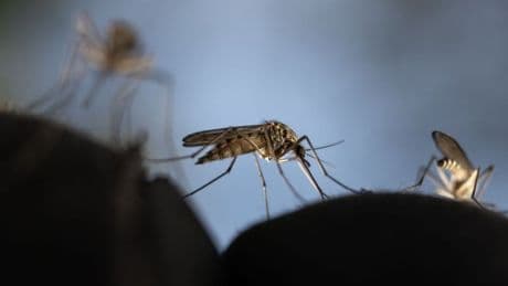 Remember Zika virus? Hawaii confirms case after six years of no known exposures