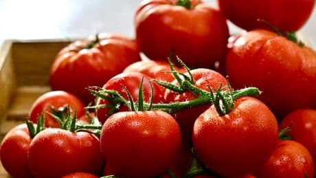 Origine, label, variété, couleur... Comment bien choisir vos tomates?