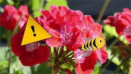 Warum Geranien nicht auf den Balkon oder in den Garten gehören
