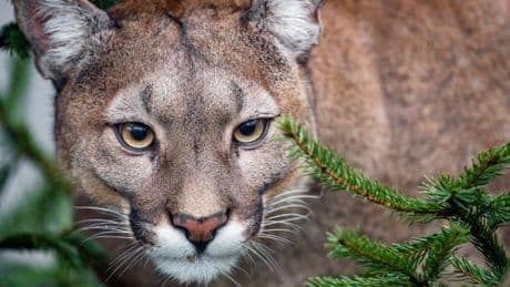 Child, 4, bitten by mountain lion while hiking with family at popular national park