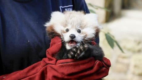Firework ban expanded in Edinburgh after deaths of red pandas at zoo